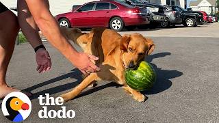 Download Lagu Dog LOSES It Over Watermelons | The Dodo MP3 Download Lagu Dog LOSES It Over Watermelons | The Dodo MP3