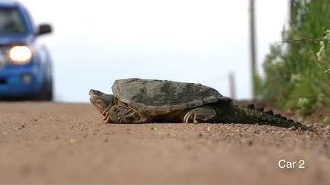 Big Snapping Turtle Crosses a Road