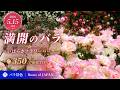 2026年5月15日 いばらきフラワーパーク|満開のバラ350品種を楽しむ春の園内風景 | Roses of JAPAN【4K】