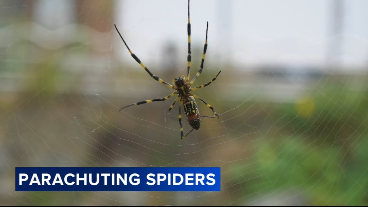 Giant, venomous flying spiders are invading the U.S. But don't panic