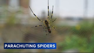 Flying Joro spider invasion? Experts weigh in on the venomous arachnids that may spread north
