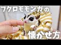 【初心者必見!】フクロモモンガのなつかせ方!【飼い方】