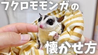 【初心者必見】フクロモモンガのなつかせ方【飼い方】