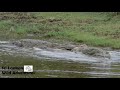 18 foot crocodile feeding on a kill || Yala National Park