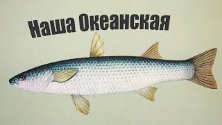 Как эта Океанская рыба попала в наши Речные водоемы? Что за рыба и где поймать