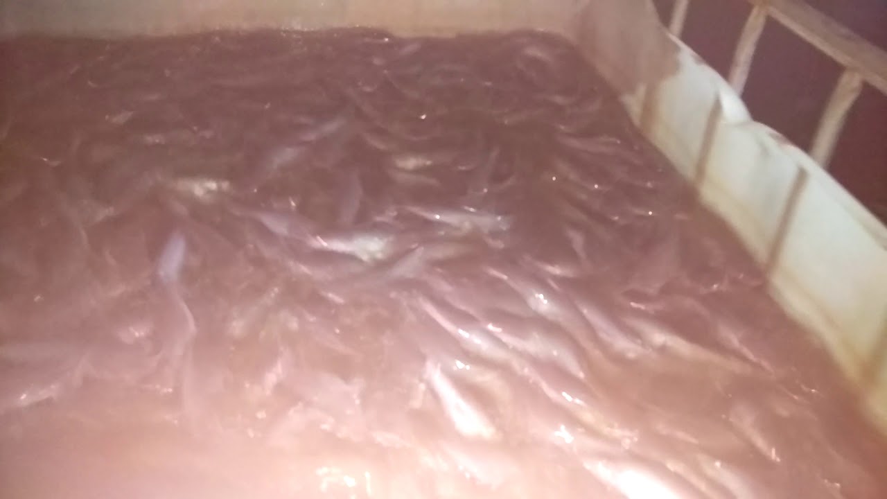 Lele organik sistem nano,,team elit budidaya lele organik madiun(4