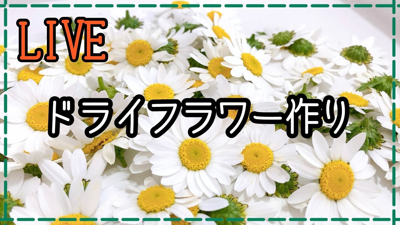 作業ライブ】お庭のノースポールでドライフラワー作り！2024.4.11
