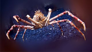 Самый большой краб | Японский краб-паук | Japanese spider crab