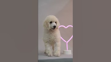 Peaceful Energetic Calming Puppies At Play With Soothing Relaxation Ambiance Classical Music