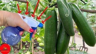 Just 1 tablespoon and the cucumbers will EXPLODE OVERNIGHT!