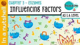 Chapter 3 | Factors Influencing Enzymes | Cambridge AS & A Level Biology (9700)
