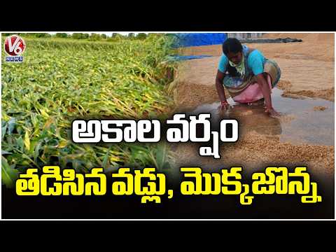 Maize And Paddy Crop Drenched Due To Heavy Rain In Siddipet District | V6 News - V6NEWSTELUGU
