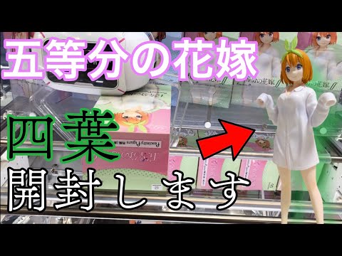 【出来が気になる！！】彼シャツ四葉獲って開封してみた!【五等分の花嫁】【クレーンゲーム】【橋渡し】【UFOキャッチャー】【ごとよめ】