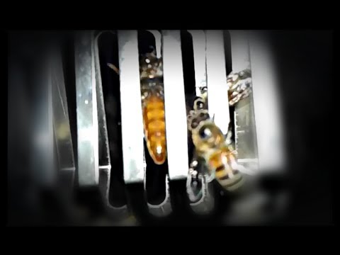 Another Successful Bee