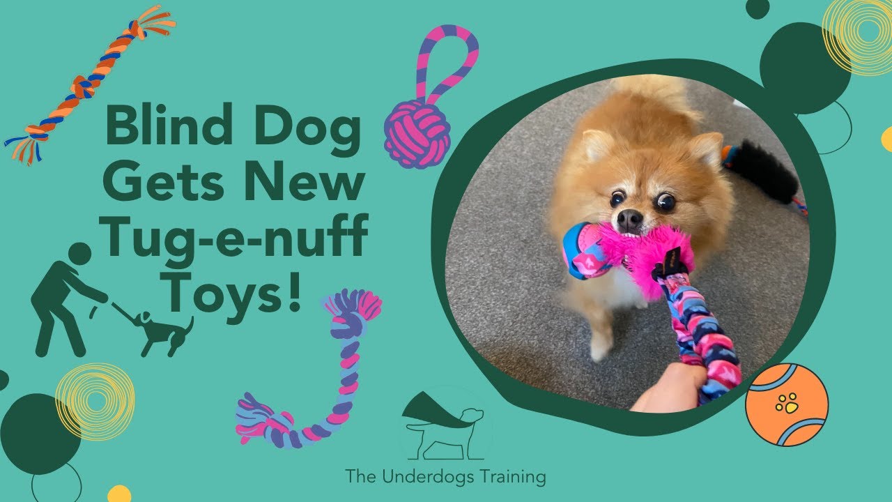 Blind Dog Gets New Tug-e-nuff Toys 