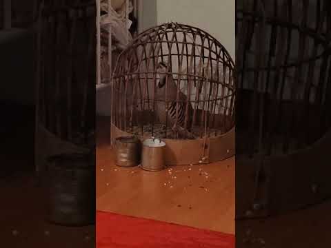 Кабки Помир 1500
