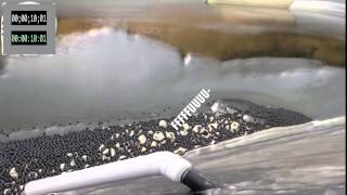 More Shade Balls Please