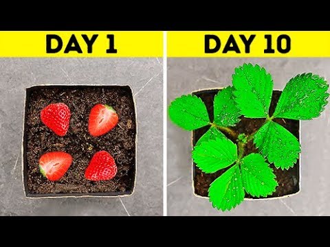 वीडियो: स्ट्रॉबेरी (24 तस्वीरें): यह क्या है - एक बेरी, एक फल या एक अखरोट? यह विक्टोरिया से किस प्रकार भिन्न है? स्ट्रॉबेरी गार्डन कैसा दिखता है और यह कहाँ बढ़ता है?