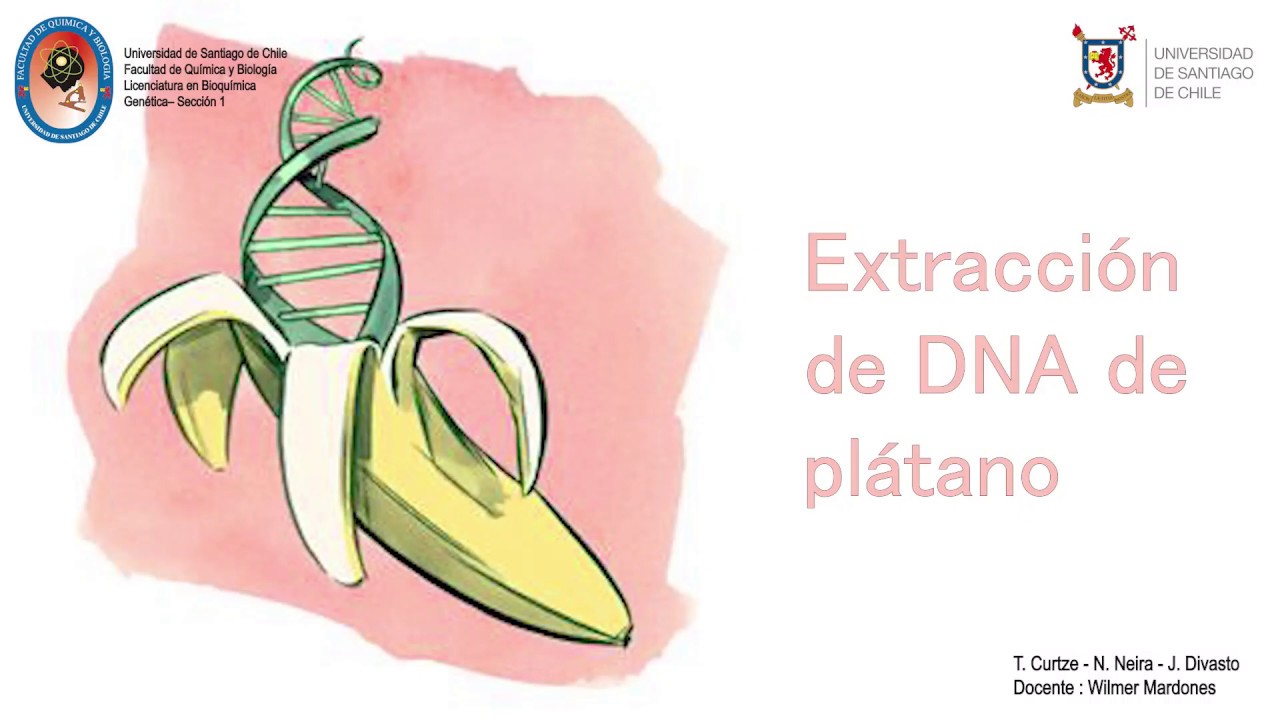 Extracción casera de DNA de plátano - YouTube