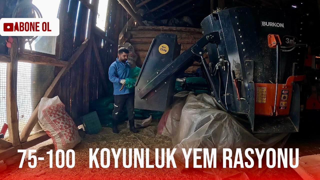 75-100 Koyunluk yem rasyonu #koyunculuk