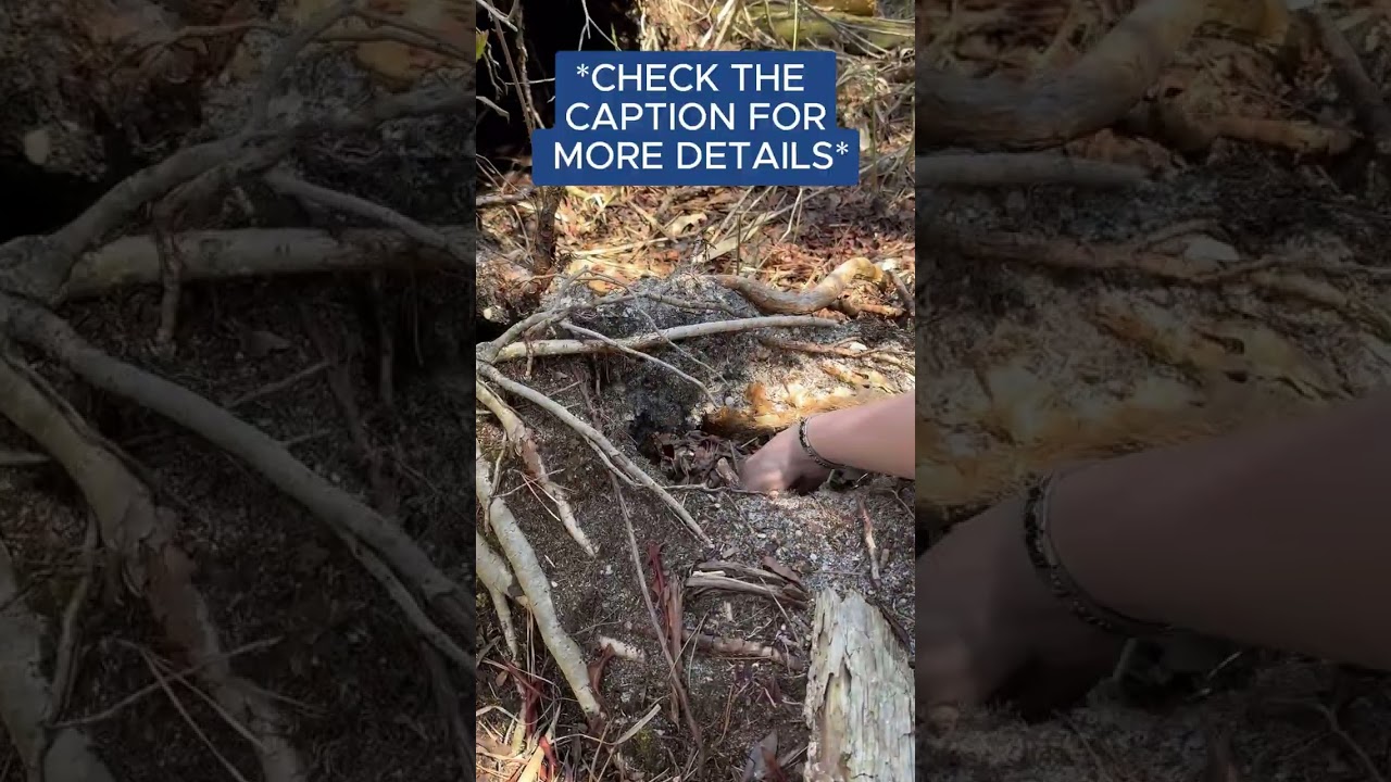 International Geocaching Day | BDL's First Hide