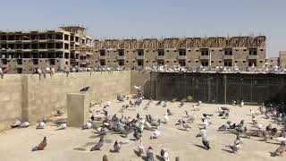 Ready To Fly 450 Pigeons