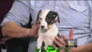 Pets of the Week: Jody and Buffy