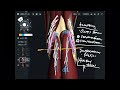 Basic muscle anatomy around knee