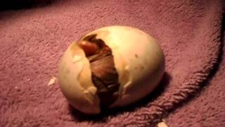 Buff Indian Runner Duckling hatching