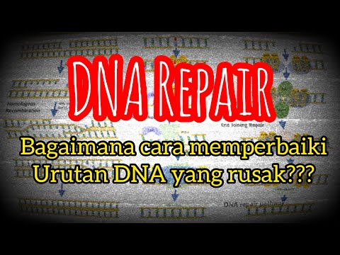 Video: Mengapa nhej rawan kesalahan?