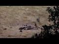 Doe and yearling at AMBUSH stand