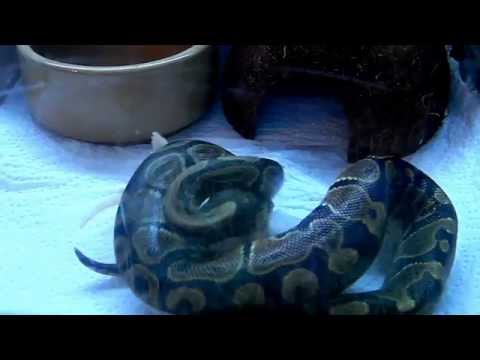 Python eating a rat fluff