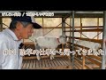 【77歳ヤギ飼い#18】除草の仕事から帰ってきた「うめ」と「はな」「72歳からの楽しいシニアライフ#101」