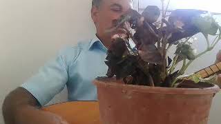 Osman Barut Sazı Feda Etti