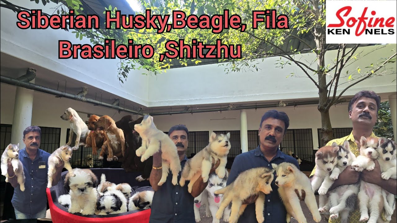 Siberian Husky, Beagle ,Fila Brasilero, Shitzhu  puppies 
