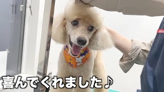プードルちゃん♪ハロウィンバンダナに喜んでくれました♪（ボスくん）2022年10月31日(月)