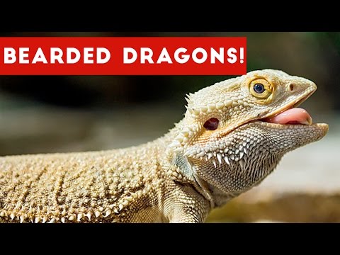 funniest-cool-bearded-dragon-videos-weekly-compilation-2016-|-funny-pet-videos