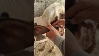Subcut inj site in bovines #cattle #bovine #cow #veterinary #youtubeshorts #trending #shorts #vet