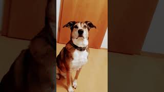 Hund Leckerli Fixiert