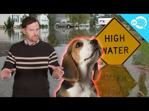 Can Animals Predict Natural Disasters?