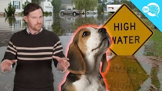 Can Animals Predict Natural Disasters? Can Animals Predict Natural Disasters?