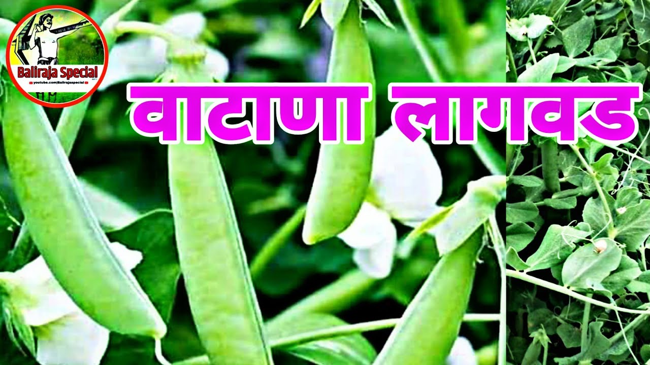 √ वाटाणा लागवड (पेरणी) दोन महिन्यात भरघोस उत्पादन Peas farming in