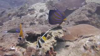 diving at Koh Tao with France Plongée Samui mai 2017