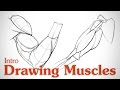 Drawing Muscles: What You Need to Know