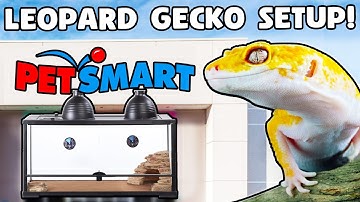 Leopard Gecko Setup for Beginners!