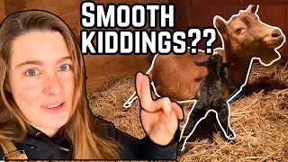 We Had HOW MANY Baby Goats Born in 48 Hours?