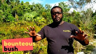 What YOU Will Find in The BAHAMAS Blackland Coppice