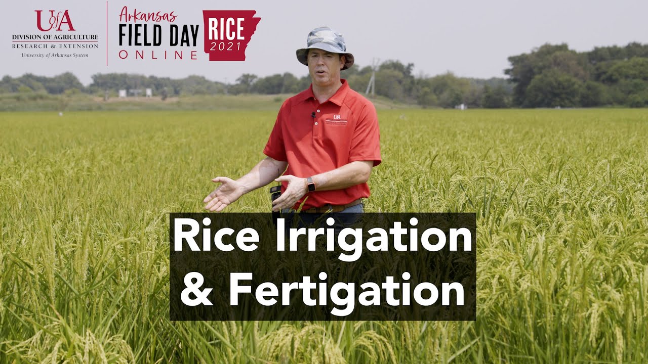 2021 Arkansas Rice Field Day Irrigation & Fertigation YouTube