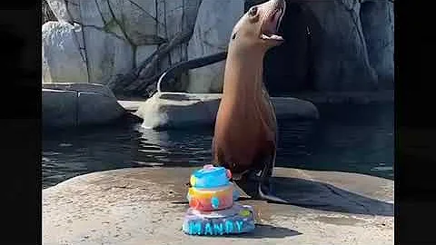 Happy Birthday to Mandy at the Saint Louis Zoo