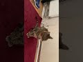 My cat arguing with me #cat #funny 😜😜😜